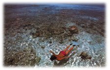 Snorkeling in the clear water